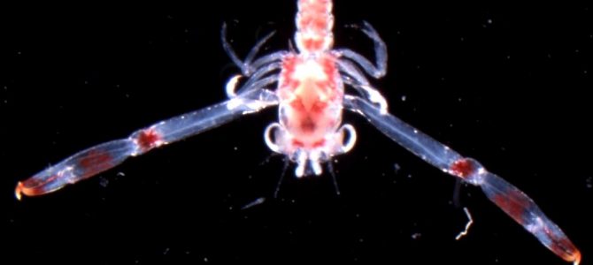 Zooplankton attracted to the light at night