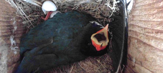 ブッポウソウ総合情報センター・ニュース：中山良二さんの研究（その1） ブッポウソウの子育て中，親鳥が毎晩巣箱の入り口で寝る