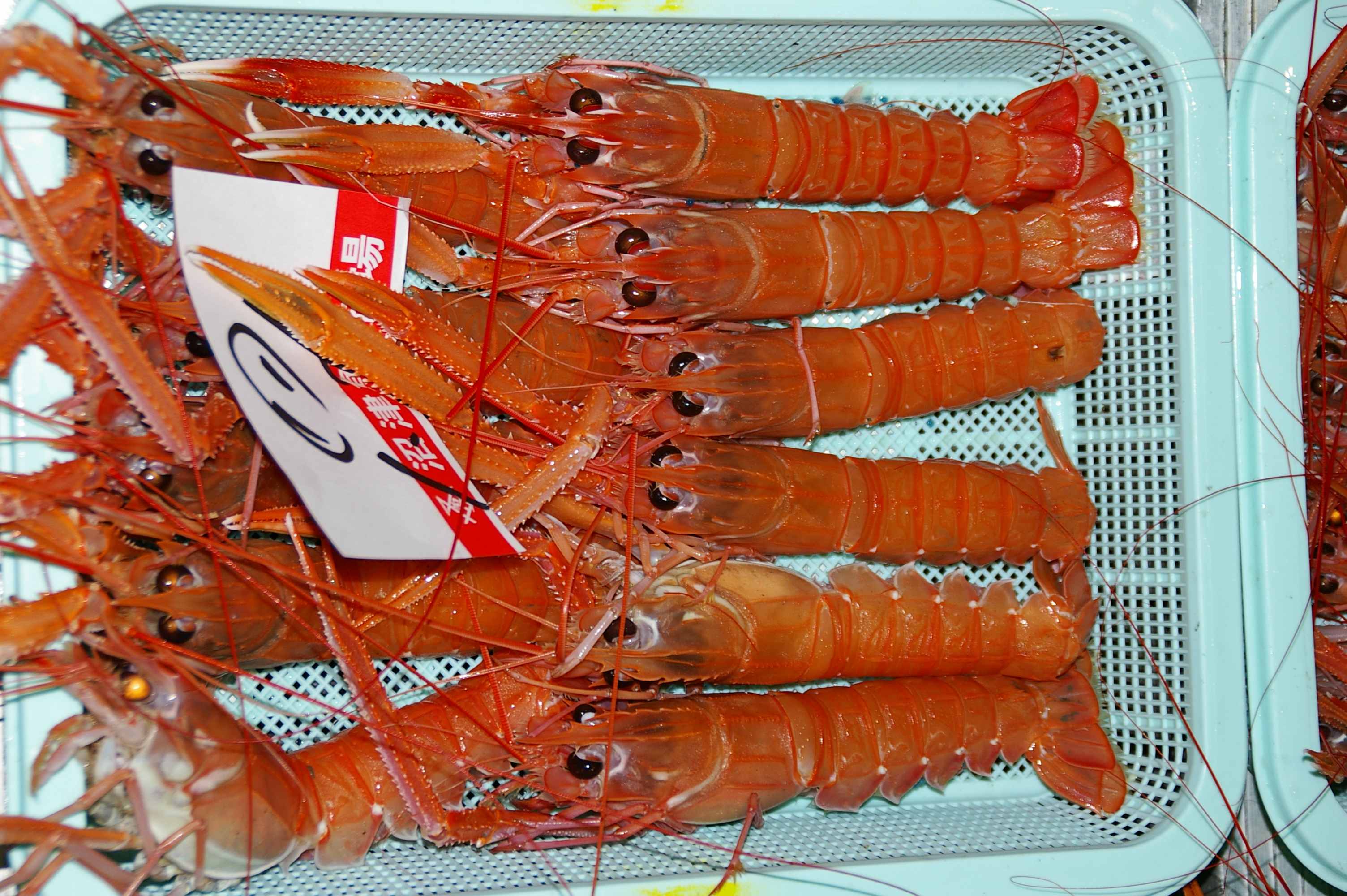 Metanephrops japonicus