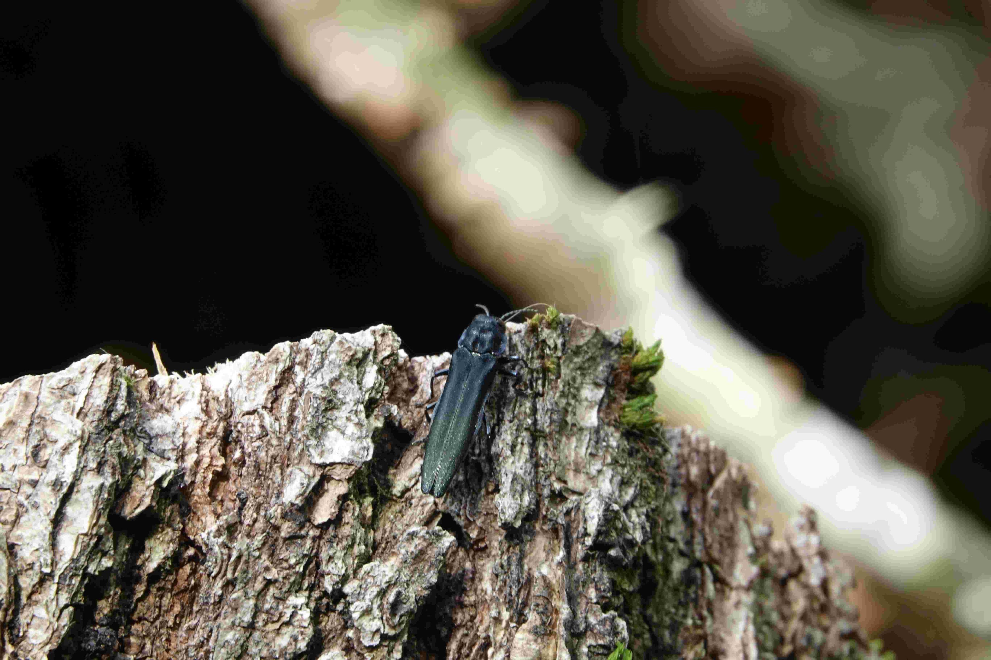 5月中旬に発生している昆虫類