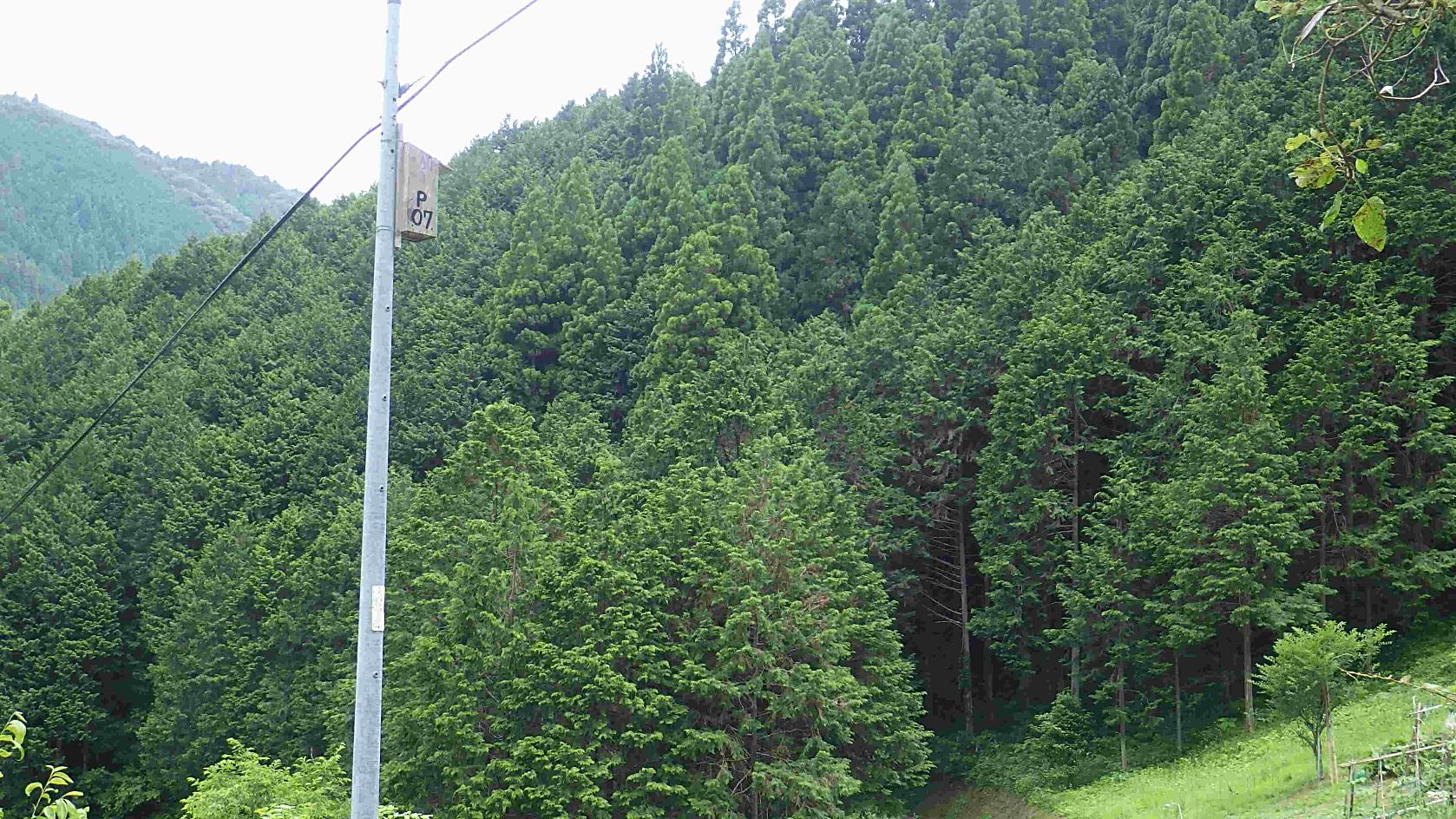 【ブッポウソウ総合情報センター】吉備中央町から江与味にかけての里山（真夏の一歩手前）
