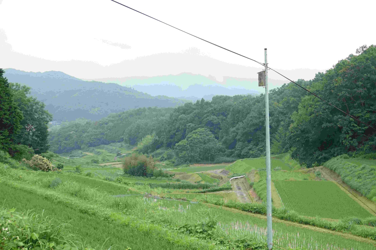【ブッポウソウ総合情報センター】本格的な里山の夏始まる