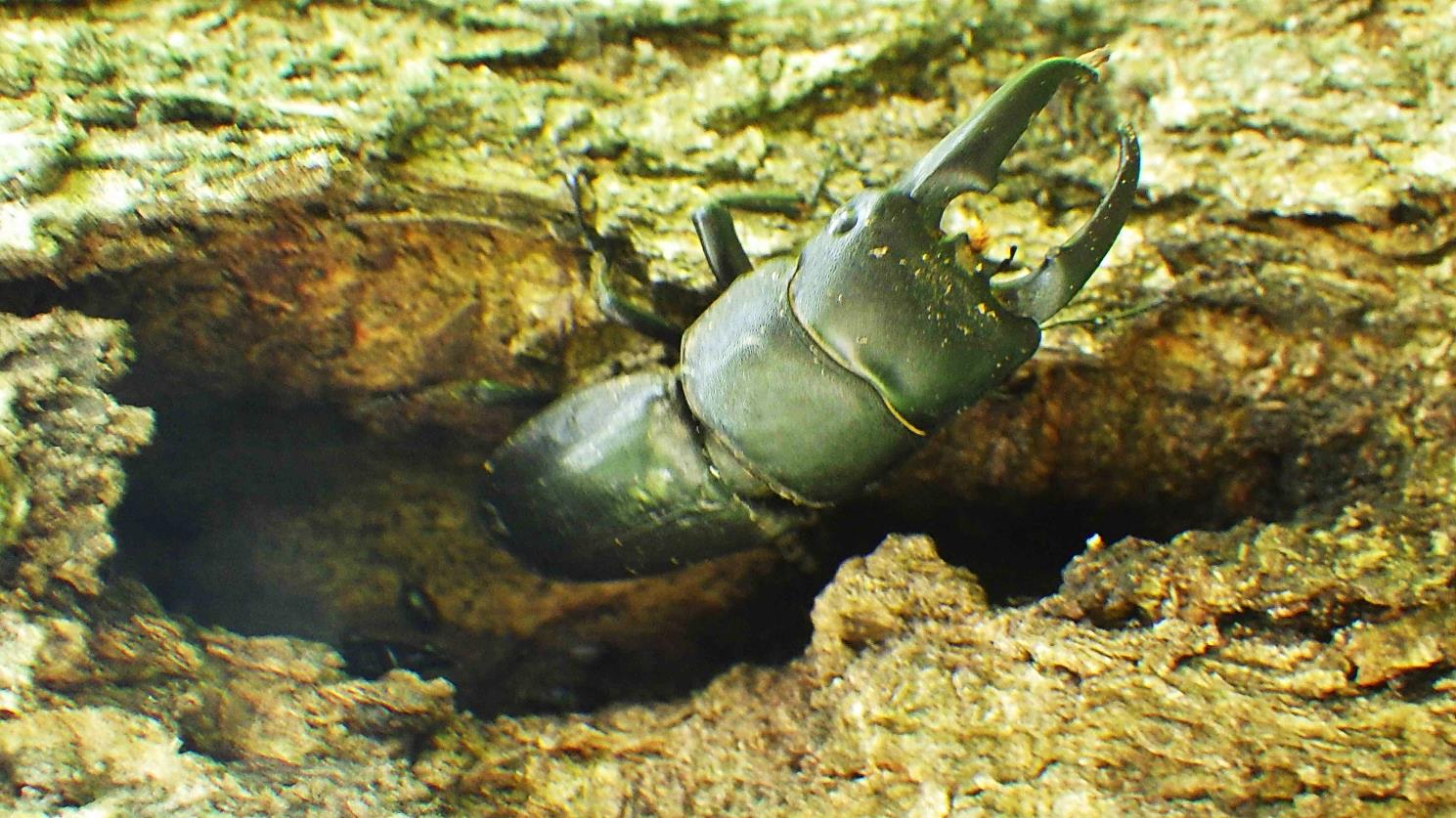 【ブッポウソウ総合情報センター】樹液に来たヒラタクワガタのオス2匹