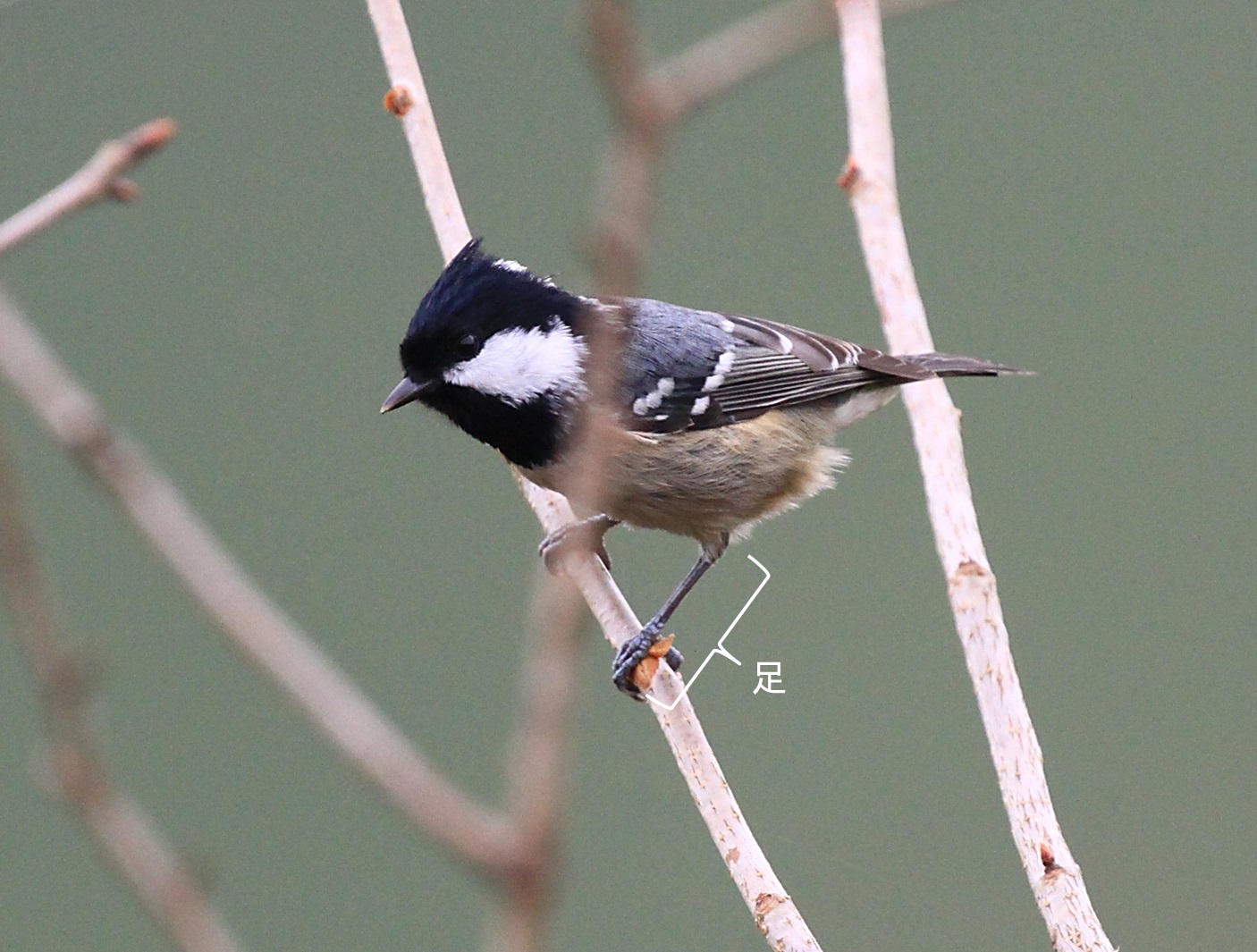 ブッポウソウ総合情報センター・ニュース  四季折々の自然の風景と野鳥 No. 5：野鳥の足