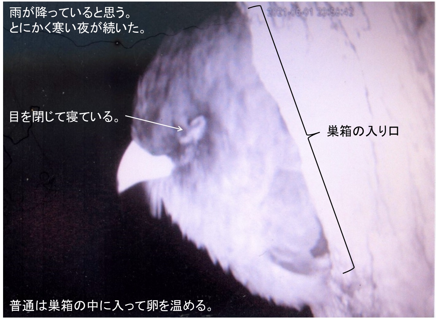 ブッポウソウ総合情報センター・ニュース： ブッポウソウは巣箱を決めてからすぐに交尾に入る