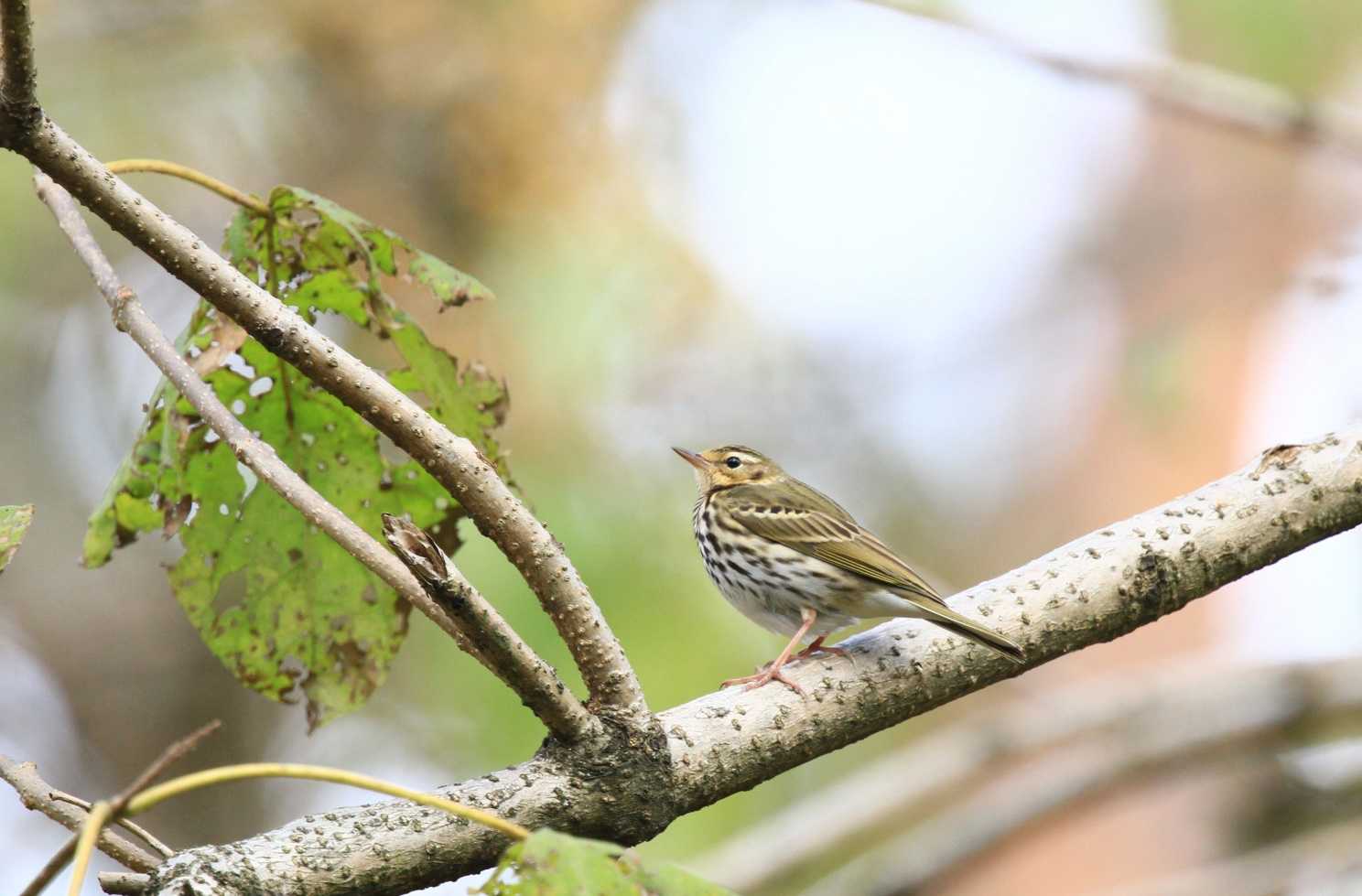 ブッポウソウ総合情報センター・ニュース 四季折々の自然の風景と野鳥 No. 4：晩秋（11月）の野鳥