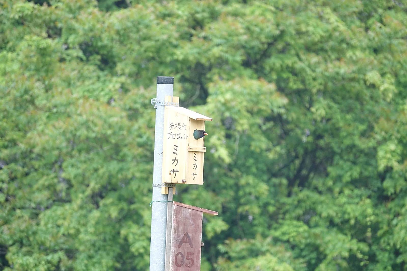 令和4年（2022）のブッポウソウ情報 No. 6：ミカサ, いい具合になった。（自画自賛）