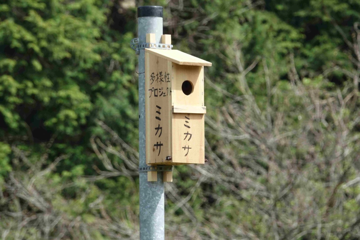 令和4年（2022）のブッポウソウ情報 No.1：巣箱「ミカサ」の設置