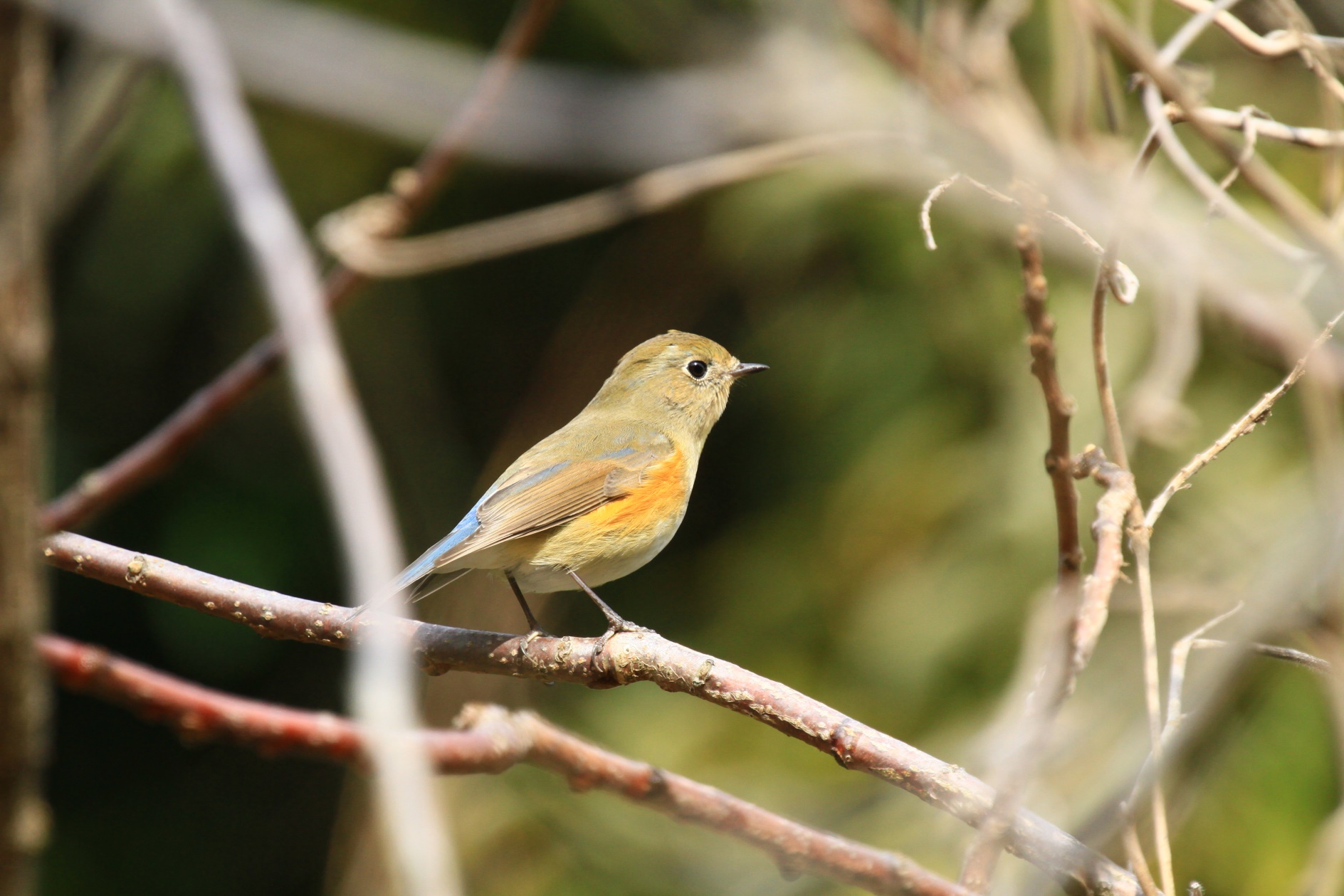 生物多様性研究教育プロジェクト・リサーチレポート 四季折々の自然の風景と野鳥 No. 2：日本人は権威者の言うことを簡単に信じ過ぎると思う。 ルリビタキ（Tarsiger cyanurus）の英語名Red-flanked Bluetailを例にして