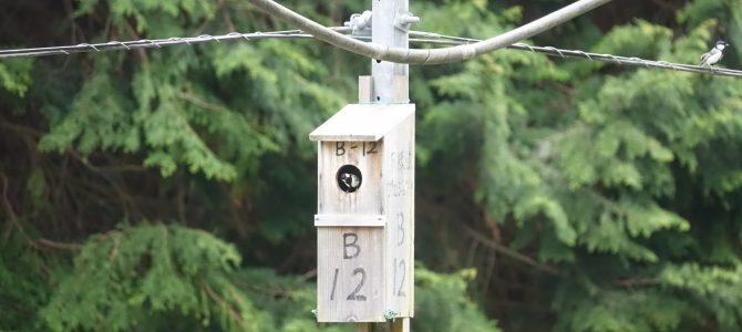 生物多様性研究・教育プロジェクト 四季折々の自然の風景と野鳥  2023–No. 9: うまく巣を防衛できるシジュウカラもいそうだ。