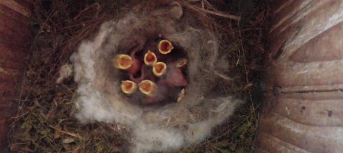 生物多様性研究・教育プロジェクト 四季折々の自然の風景と野鳥  2023–No. 8: シジュウカラは自分の巣を守れるか？