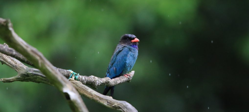 生物多様性研究・教育プロジェクト 四季折々の自然の風景と野鳥 2023–No. 12: 今年はブッポウソウの出足が鈍い。