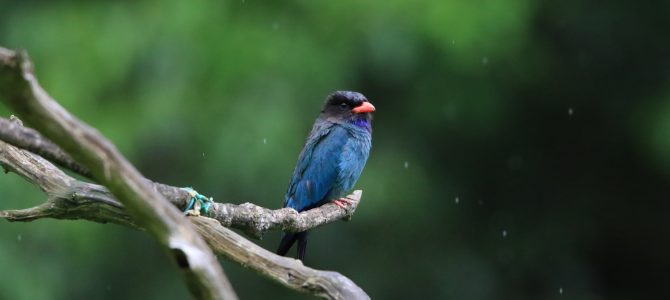 生物多様性研究・教育プロジェクト 四季折々の自然の風景と野鳥 2023–No. 12: 今年はブッポウソウの出足が鈍い。