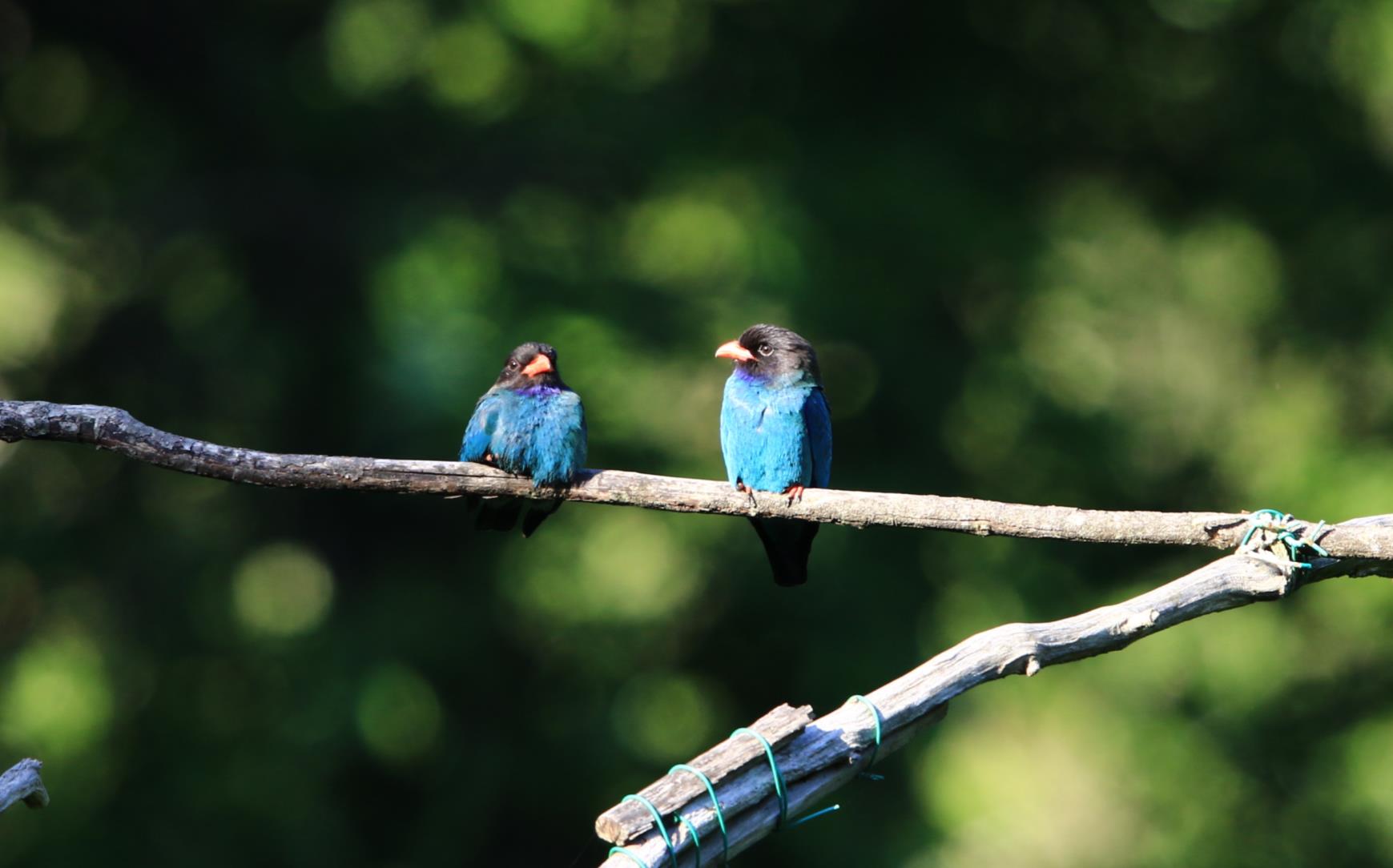生物多様性研究・教育プロジェクト 四季折々の自然の風景と野鳥  2023–No. 17: ブッポウソウの撮影
