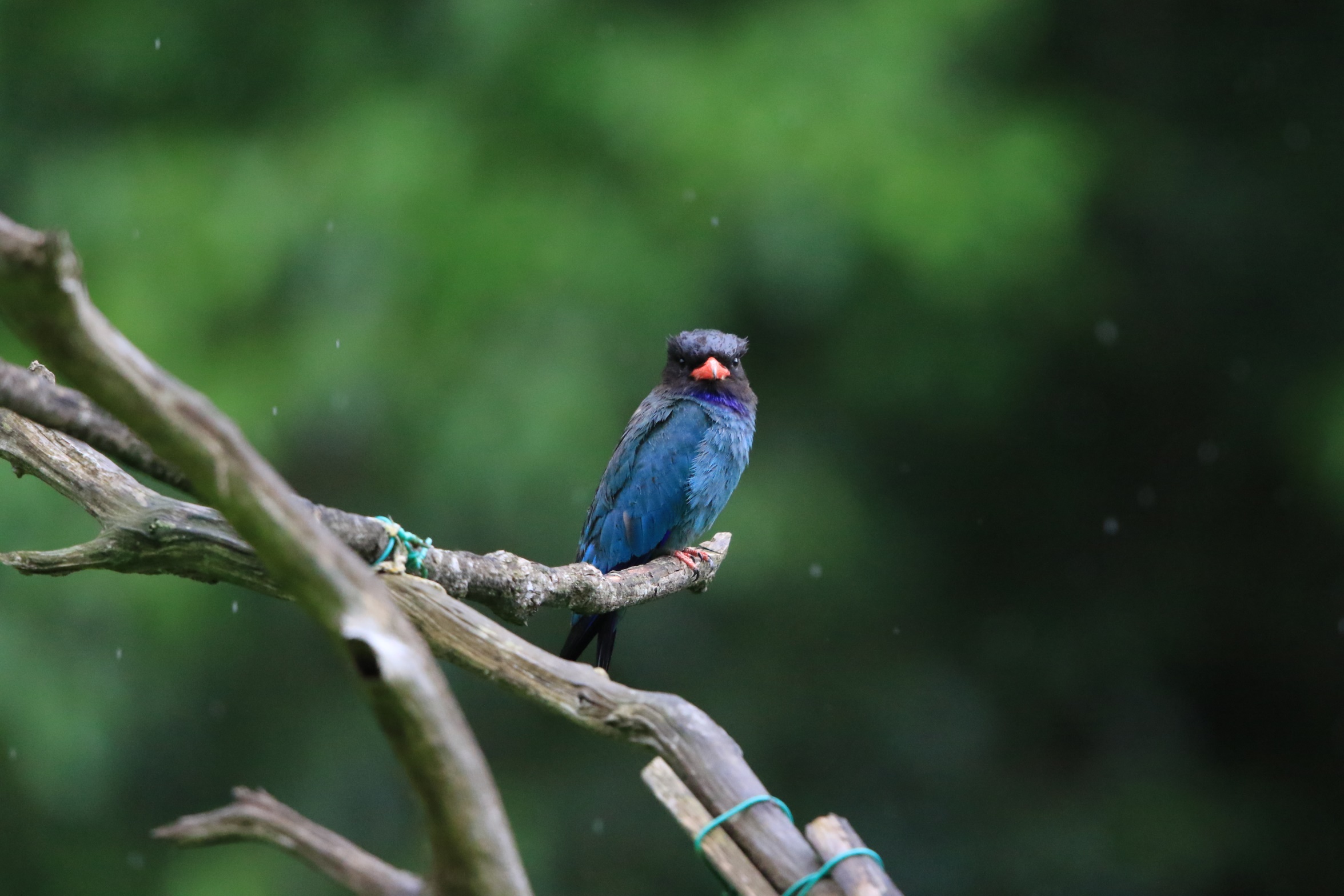生物多様性研究・教育プロジェクト 四季折々の自然の風景と野鳥  2023–No. 22: 今年は巣箱WA-01は選ばれなかった。