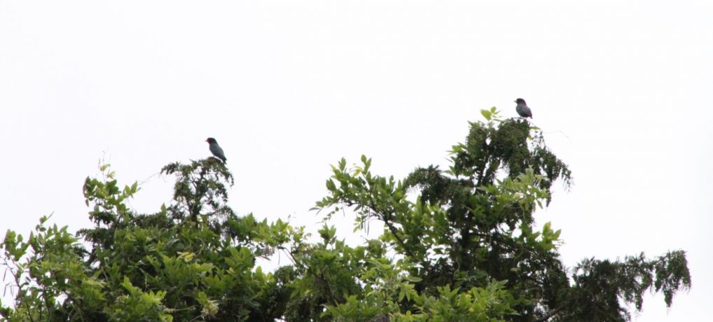 生物多様性研究・教育プロジェクト 四季折々の自然の風景と野鳥  2023–No. 18: EOS 7DとTAMRONズームレンズを使ったブッポウソウの撮影
