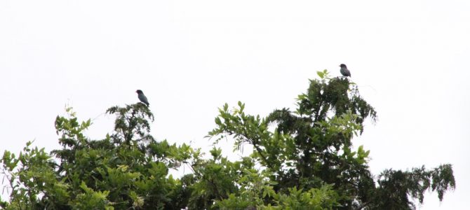 生物多様性研究・教育プロジェクト 四季折々の自然の風景と野鳥  2023–No. 18: EOS 7DとTAMRONズームレンズを使ったブッポウソウの撮影