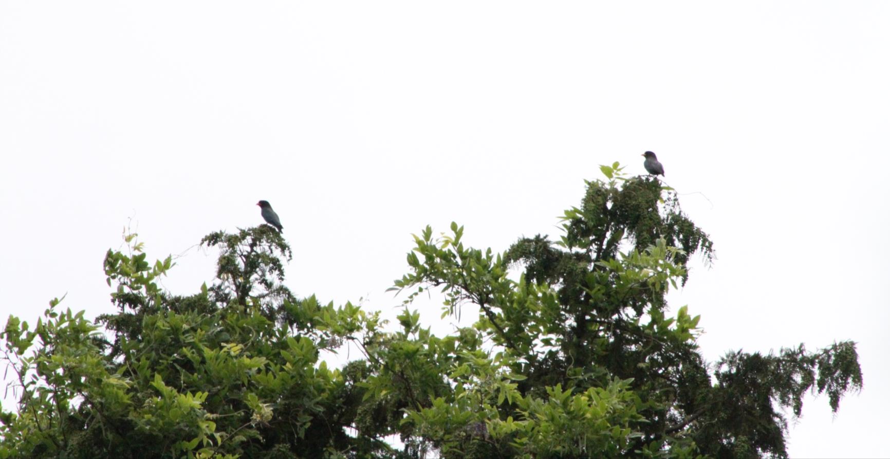 生物多様性研究・教育プロジェクト 四季折々の自然の風景と野鳥  2023–No. 18: EOS 7DとTAMRONズームレンズを使ったブッポウソウの撮影