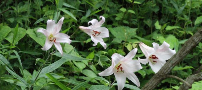 生物多様性研究・教育プロジェクト 四季折々の自然の風景と野鳥 2023–No. 20: ササユリ（Lilium japonicum）の保護