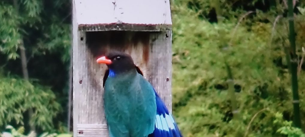 生物多様性研究・教育プロジェクト 四季折々の自然の風景と野鳥 2023–No. 19: ブッポ，シジュウカラを攻撃する。