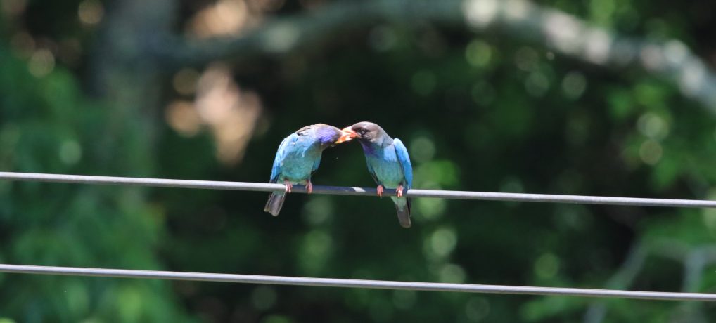 生物多様性研究・教育プロジェクト 四季折々の自然の風景と野鳥 2023–No. 21: Courtship Behavior（求愛給餌）