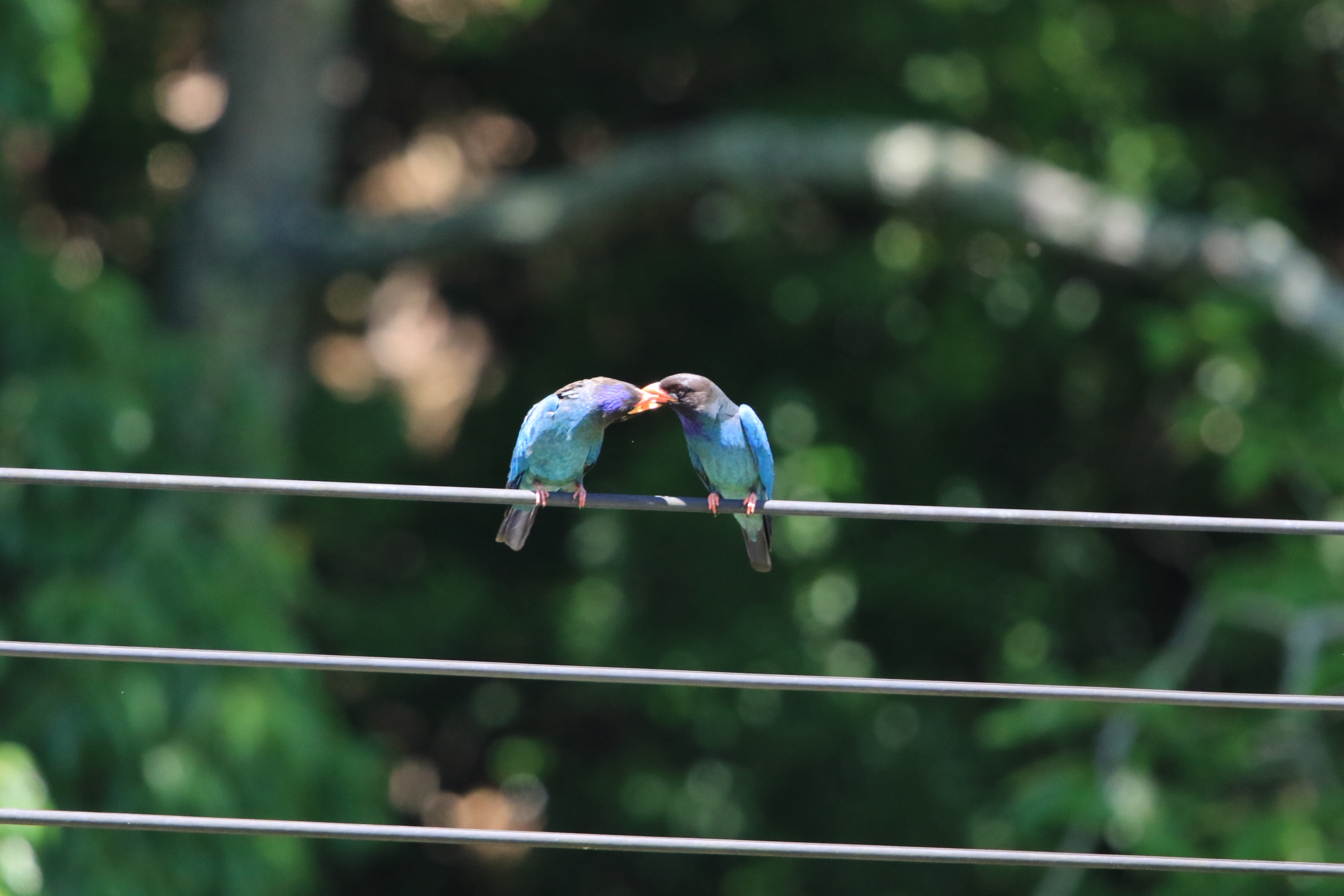 生物多様性研究・教育プロジェクト 四季折々の自然の風景と野鳥 2023–No. 21: Courtship Behavior（求愛給餌）