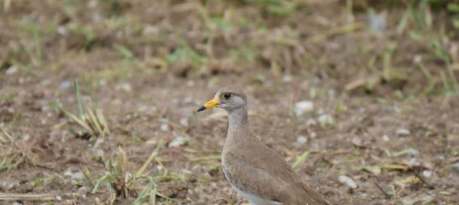 生物多様性研究・教育プロジェクト（四季折々の自然の風景と野鳥） No 30:　鳥の進化と足根中足骨（ふしょ骨）の形態変化
