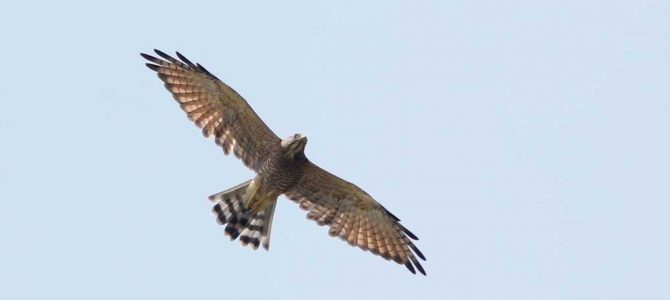 生物多様性研究・教育プロジェクト（四季折々の自然の風景と野鳥） No 31:　オオタカ，チョウゲンボウ，サシバ・・・と痛風の発作第一波