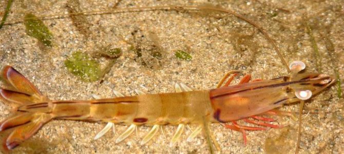 生物多様性研究・教育プロジェクト（研究と教育の原点を考える） Ⅱ: 攻撃と防御の十脚甲殻類 No. 1（2023）：十脚甲殻類（decapod crustaceans）とはどんな動物か？