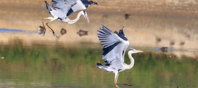 生物多様性研究・教育プロジェクト(四季折々の自然の風景と野鳥) No 32: 痛風の発作第2波と尿酸の排泄
