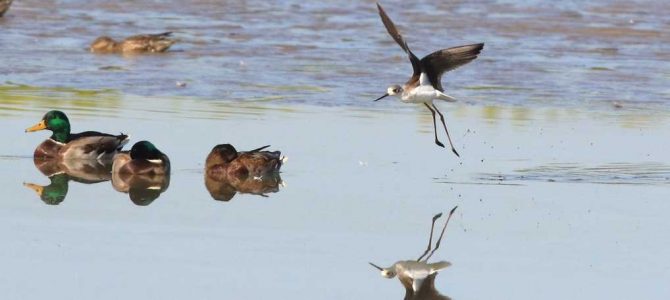 生物多様性研究・教育プロジェクト(四季折々の自然の風景と野鳥) No 33: 痛風に対するアルコールの影響