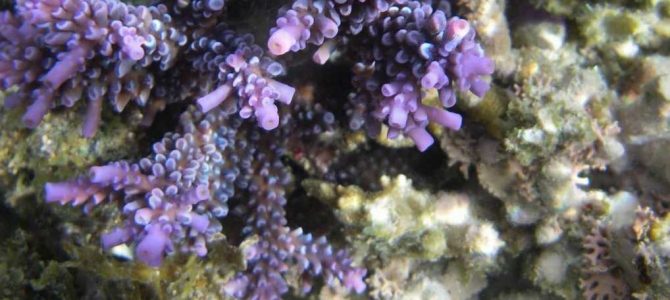 生物多様性研究・教育プロジェクト（研究と教育の原点を考える）  Ⅰ. サンゴ礁とサンゴ礁原  No. 1 (2023)：琉球弧（Ryukyu Arc）のサンゴ礁