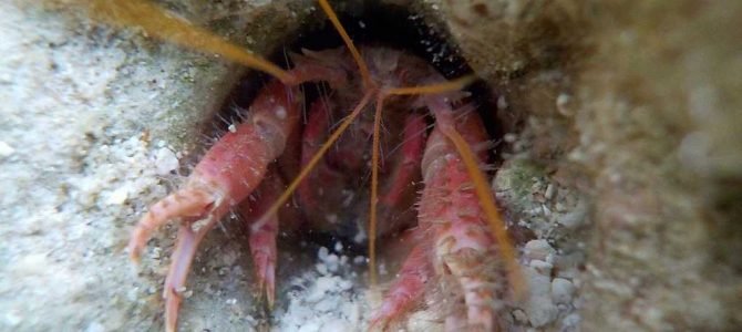 生物多様性研究・教育プロジェクト（研究と教育の原点を考える） Ⅰ. サンゴ礁とサンゴ礁原 2023‒No. 2：ヤハズアナエビ（Neaxius acanthus）とその祖先