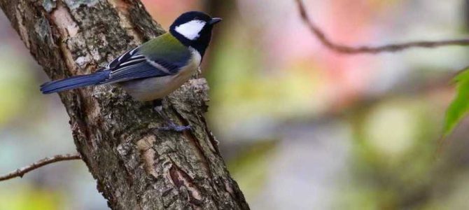 生物多様性研究・教育プロジェクト（四季折々の自然の風景と野鳥） No 36: 秋の播磨高原と野鳥