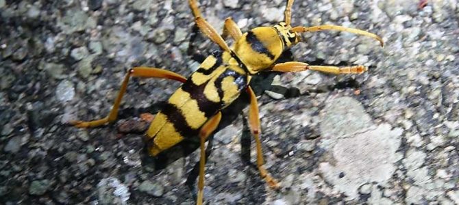 生物多様性研究・教育プロジェクト（研究と教育の原点を考える） Ⅳ. 新生代第四紀 2024‒No. 3: 種や属の名前をどうつけたらよいか？
