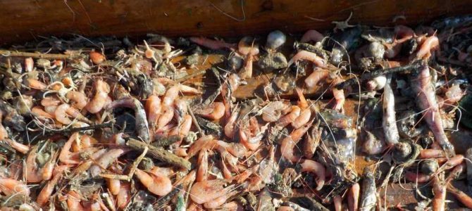 生物多様性研究・教育プロジェクト（研究と教育の原点を考える） Ⅱ. 攻撃と防御の十脚甲殻類 2024‒No. 2：十脚甲殻類の体の基本的構造