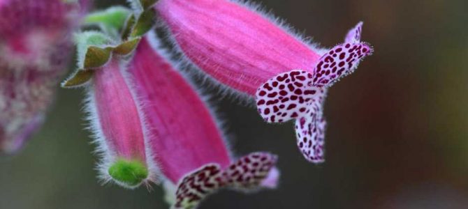 生物多様性研究・教育プロジェクト（研究と教育の原点を考える） Ⅲ. 四季折々の自然の風景と野鳥 2024‒No. 2 近澤峰男さんの作った花カレンダー