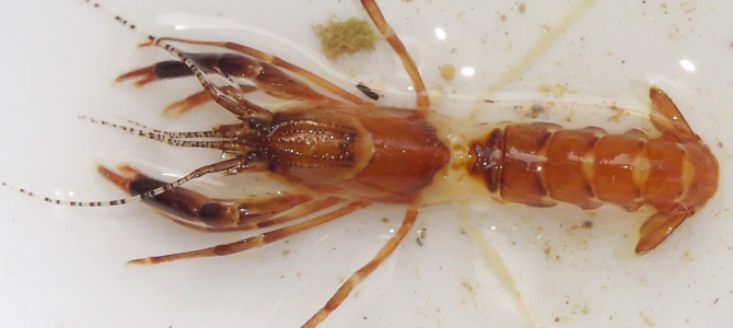 生物多様性研究・教育プロジェクト（研究と教育の原点を考える） Ⅵ. 進化生物学博物館（Evolutionary‒Biology Museum） 2024‒No. 1：シロオビアカアナエビ（Axiopsis serratifrons）