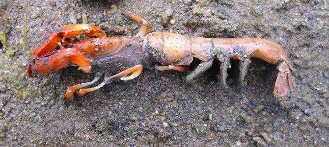 生物多様性研究・教育プロジェクト（研究と教育の原点を考える） Ⅵ. 進化生物学博物館（Evolutionary‒Biology Museum） 2024‒No. 2：奄美大島のトゲスナモグリ（Glypturus armatus）