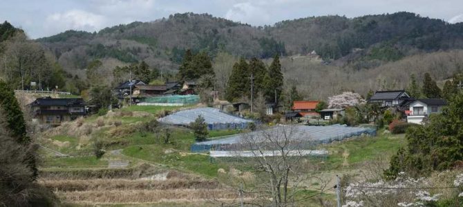 生物多様性研究・教育プロジェクト（研究と教育の原点を考える） Ⅲ. 四季折々の自然の風景と野鳥 2024‒No. 5：4月11日の里山（woodland） 　　　　　　　　　　　　　　　　　　　