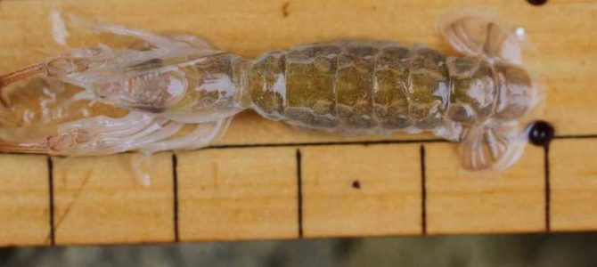 生物多様性研究・教育プロジェクト（研究と教育の原点を考える） VI. 進化生物学博物館 2024‒No. 3: 日本列島におけるヨコヤアナジャコの分布に関する新しい知見