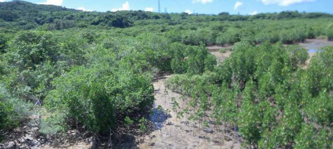 生物多様性研究・教育プロジェクト（研究と教育の原点を考える） VI. 進化生物学博物館 2024‒No. 4: 西表島マングローブのヨコヤアナジャコ　　　　　　　　　　　　　　　