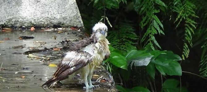 生物多様性研究・教育プロジェクト Research Reports Ⅲ. 四季折々の自然の風景と野鳥 2024‒No. 7： カンムリワシ，池で泳ぐ