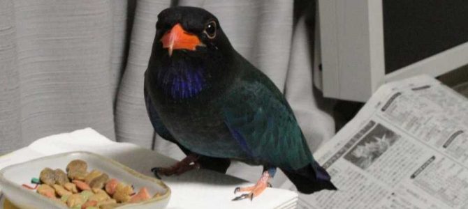 生物多様性研究・教育プロジェクトResearch Reports Ⅲ. 四季折々の自然の風景と野鳥 2024‒No. 6: ぴよ吉（ブッポウソウ）の今