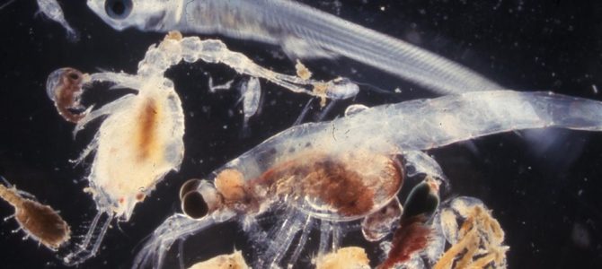 生物多様性研究・教育プロジェクトResearch Reports 2025‒No. 1: 自然史科学（natural history）の研究に必要な能力と覚悟