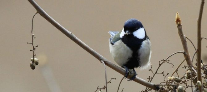 生物多様性研究・教育プロジェクト Natural History Science（自然史科学）2025‒No. 3: 鳥類の概年時計と地球温暖化が鳥の生活史に与える影響