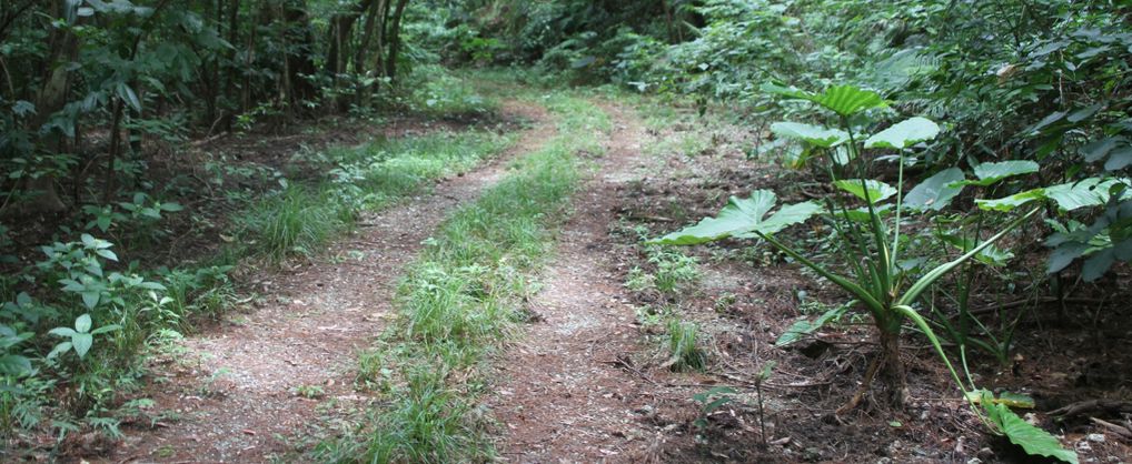 生物多様性研究・教育プロジェクト「進化生物学の研究」2025‒No. 8： 白浜からウシクムル（波照間森）に至る山道